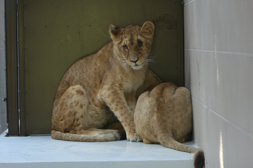 Lwy po 20 latach wróciły do zoo w Gdańsku