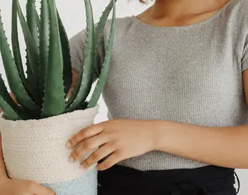 Na co dobry jest aloes? Opni starzenie si skry i pomoe w stanach  zapalnych | Ofeminin