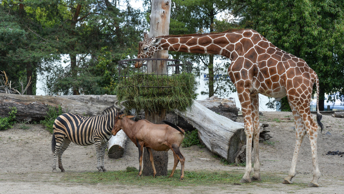 Koronawirus. Wrocław. Dyrekcja zoo: nie planujemy uboju zwierząt 