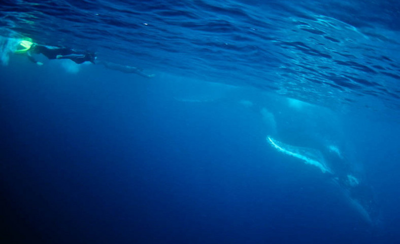 Pływanie z wielorybami w Australii, fot. Migration Media