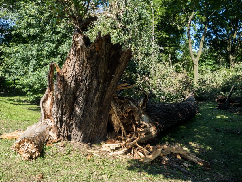 Pozostałości po wichurach w Łodzi