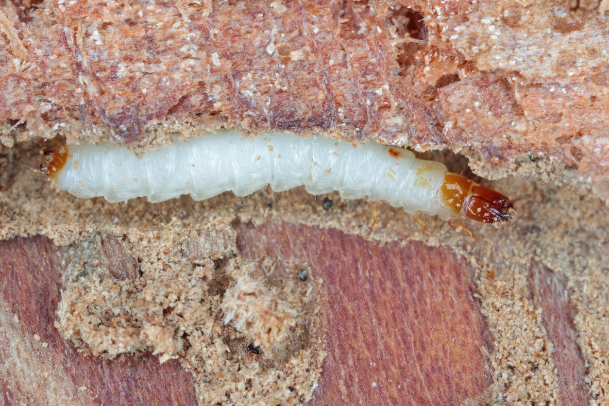 Larva krasoňa jaseňového sa vyvíja pod kôrou jaseňa, kde postupne ničí pletivá zabezpečujúce prúdenie vody a živín. Práve larvy spôsobujú stromom najväčšie škody a môžu viesť až k ich odumretiu.