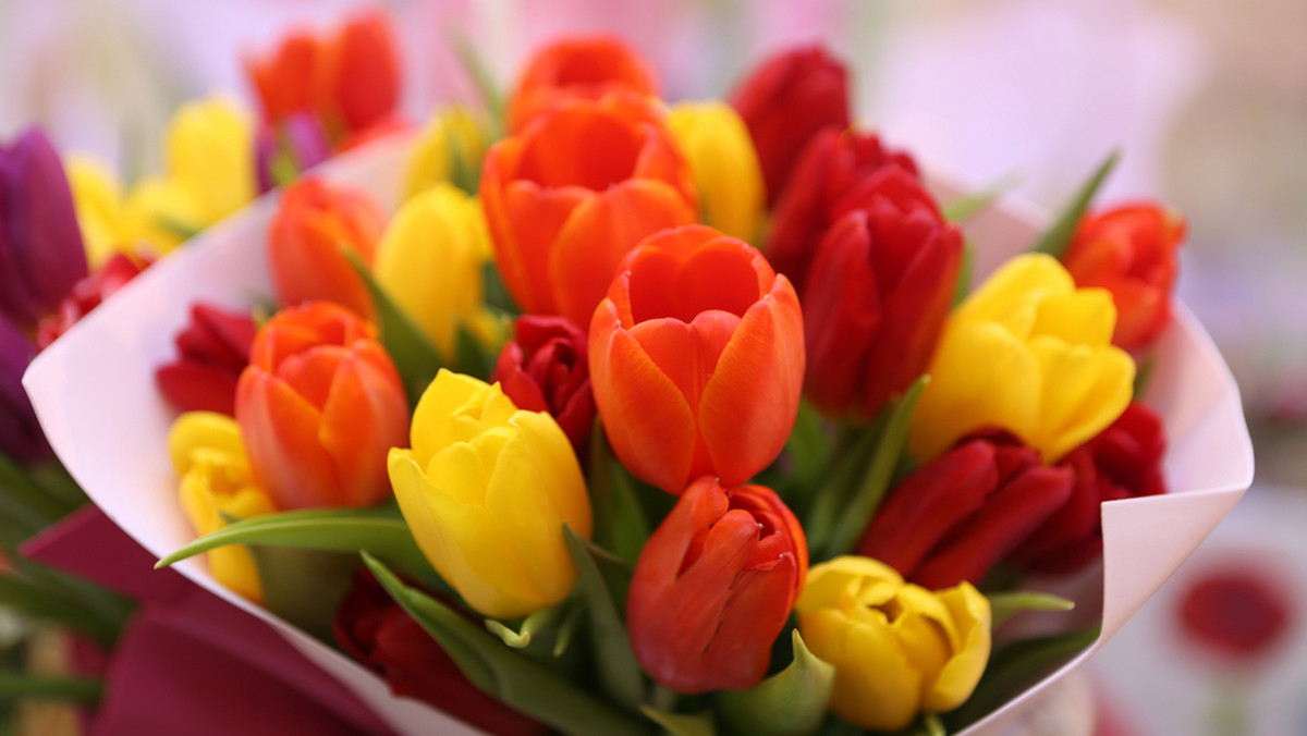 Co zrobić, by tulipany wytrzymały w wazonie dwa tygodnie?