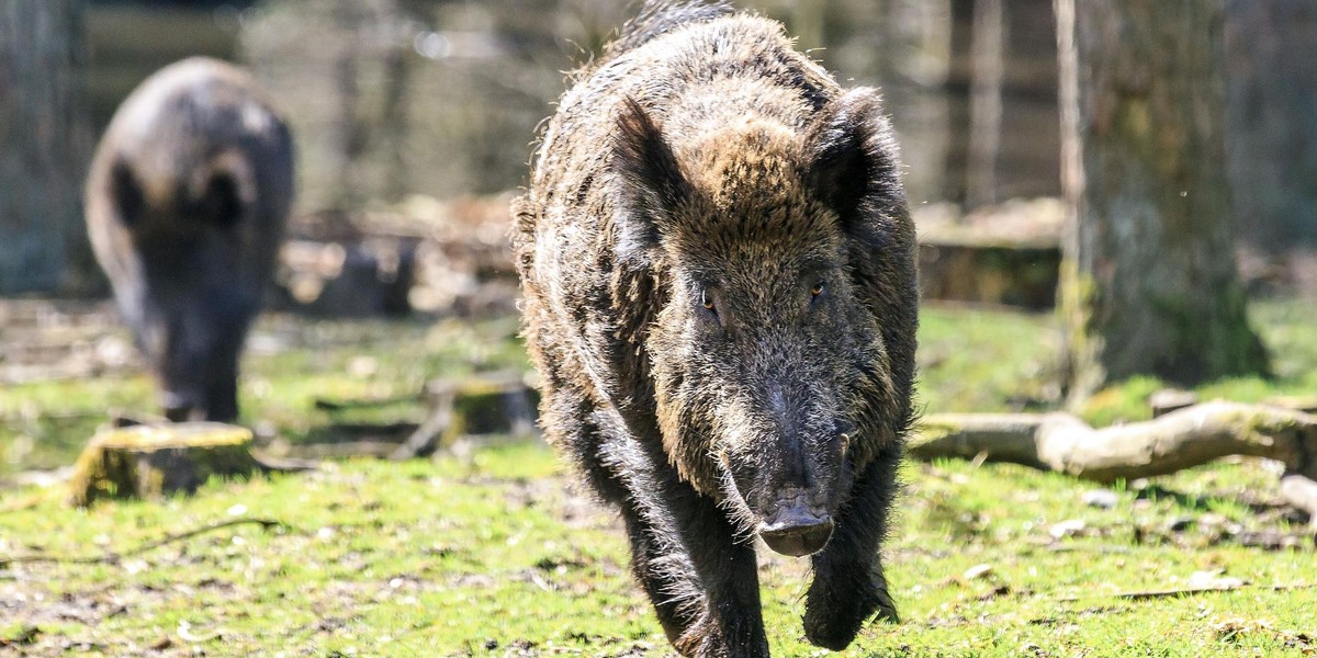 Dziki zaatakowały mężczyznę w Zawierciu