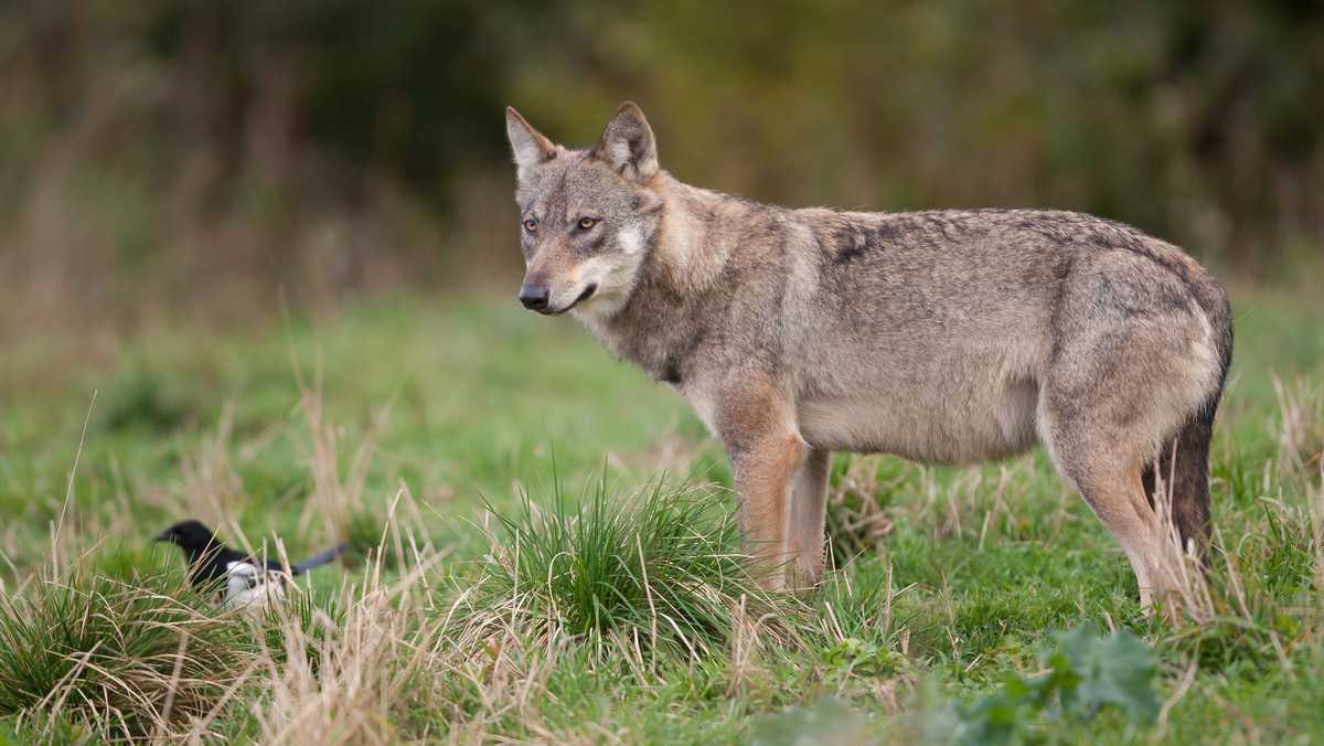 Roztocze: ktoś zastrzelił wilka pod ochroną