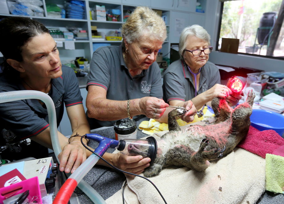 Załoga Port Macquarie Koala Hospital opatruje rany poparzonego koali. Jedna z pracownic używa lasera, by uśmierzyć ból