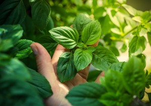 Svaka vrsta bosiljka sadrži više vrsta ulja, ali u različitim količinama