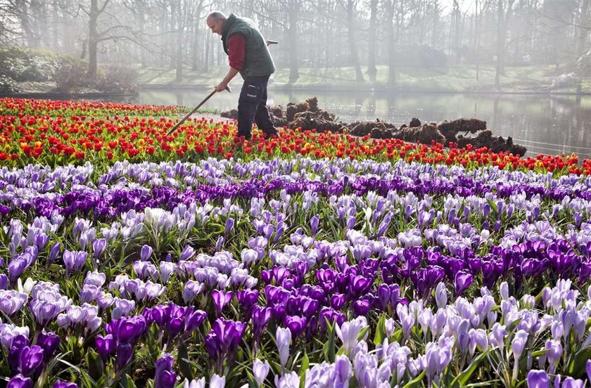 Będzie tulipan imienia Komorowskiej