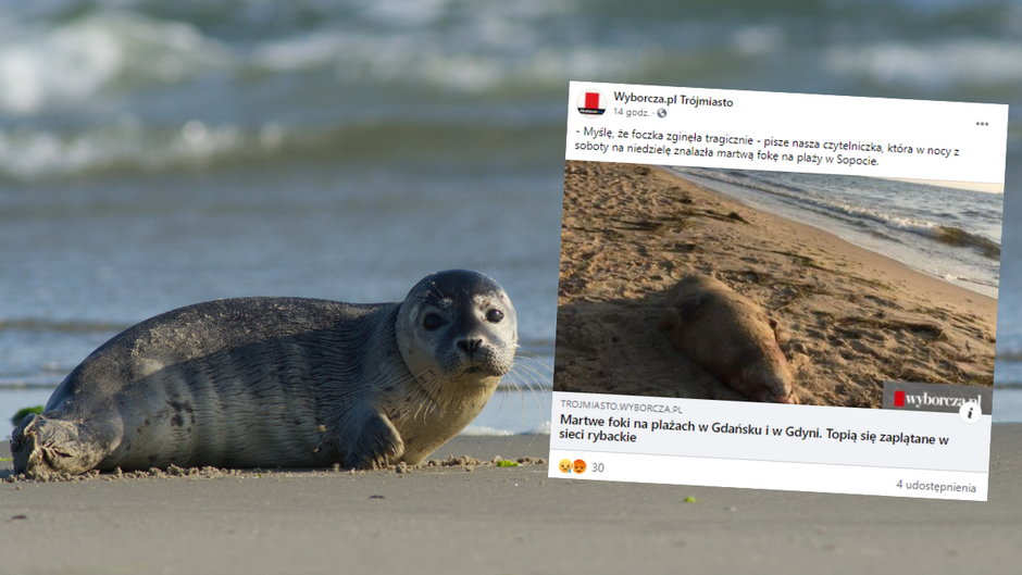 Martwe foki nad Bałtykiem