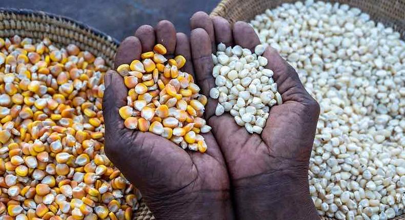 Top 10 African countries with the highest corn production values