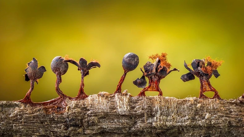 Sluzava buđ izgleda kao mali ljudi koji drže ruke u vazduhu | Foto: Barry Webb