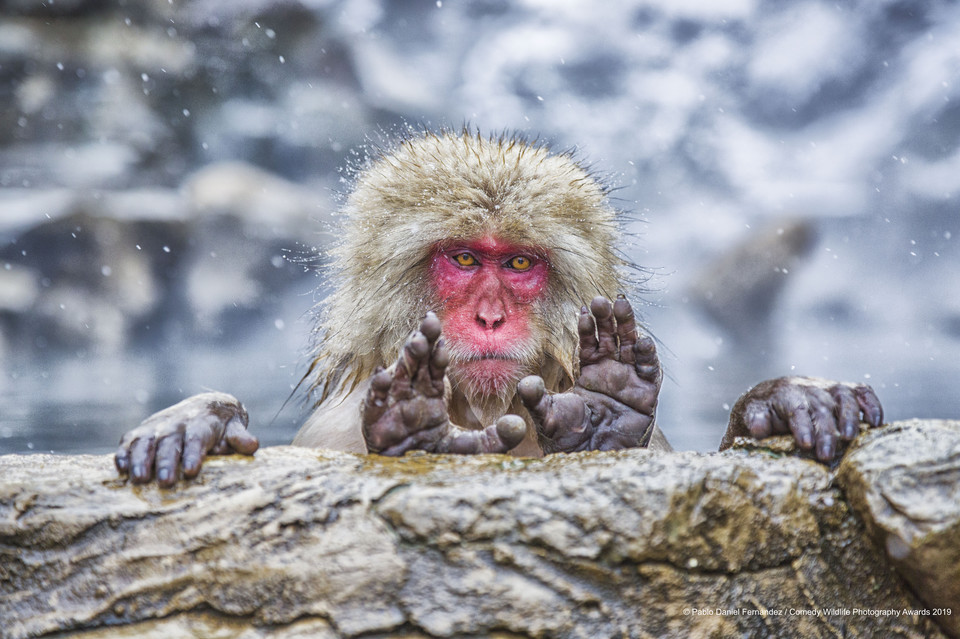 Finaliści Comedy Wildlife Photo Awards 2019