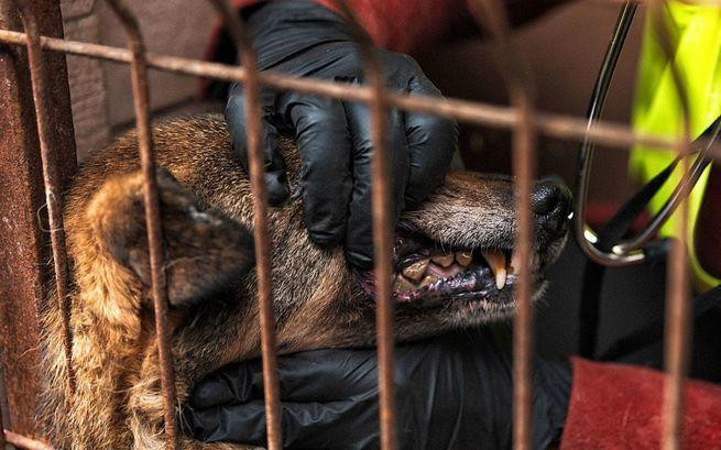 Aktywiści zabrali ze schroniska 67 psów 