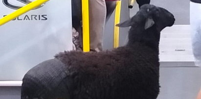 Owca wsiadła do warszawskiego autobusu. Miny pasażerów były bezcenne
