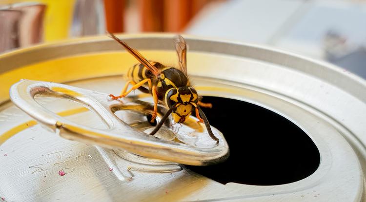 Azonnal tedd ezt, ha megcsípett a darázs vagy a méh Fotó: Getty Images
