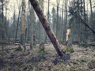 Fundacja Dzika Polska apeluje: Nowe aneksy dla PUL w Puszczy Białowieskiej nie ma nic wspólnego z wykonaniem wyroku TSUE