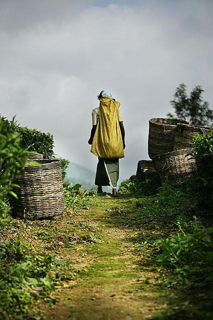 Galeria Sri Lanka - Herbacianym szlakiem, obrazek 9