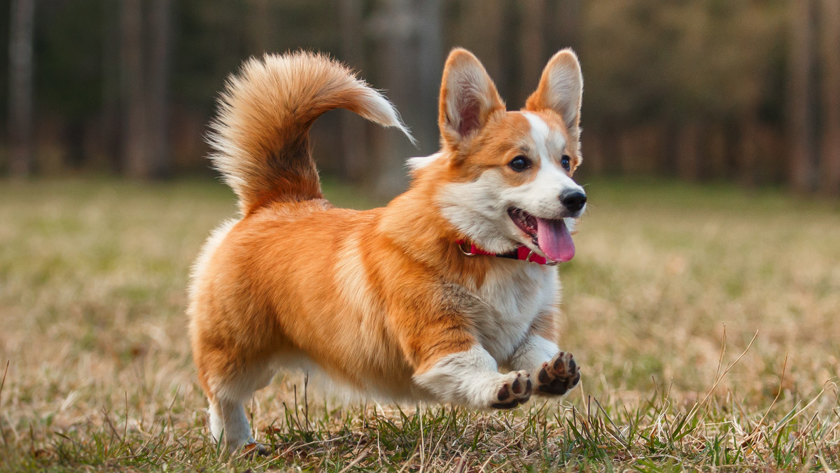 Corgi - ulubione psy królowej Elżbiety. Jak mają na imię dwa nowe?