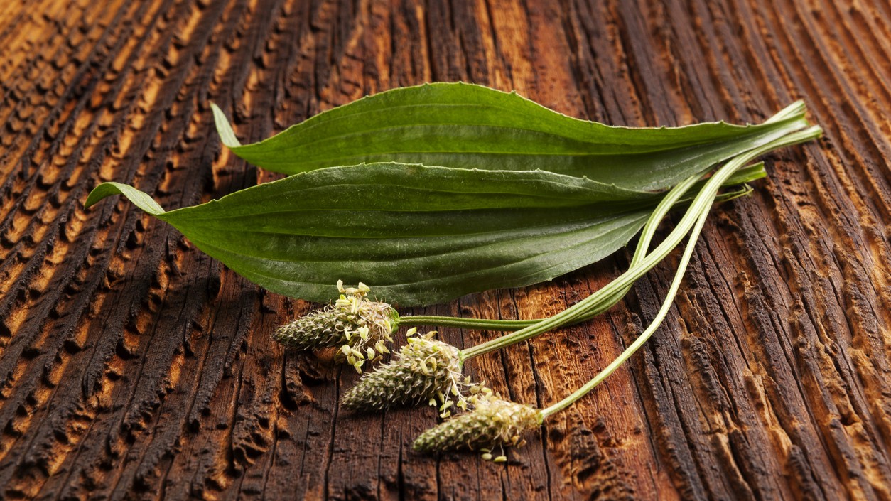 Skorocel kopijovitý.