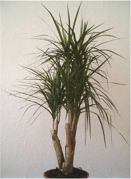 Dracena