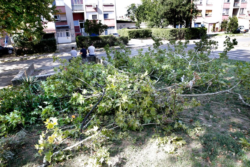 Drvo nakon nesreće pred zgradom u Ulici braće Rajt