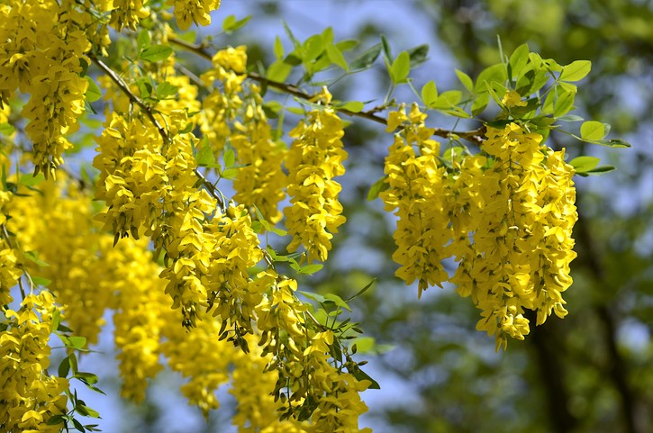 Beliebt, aber ganz schön gefährlich: Goldregen ist stark giftig.
