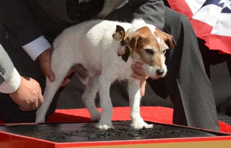 Uggie odcisnął łapy w hollywoodzkiej Alei Sław