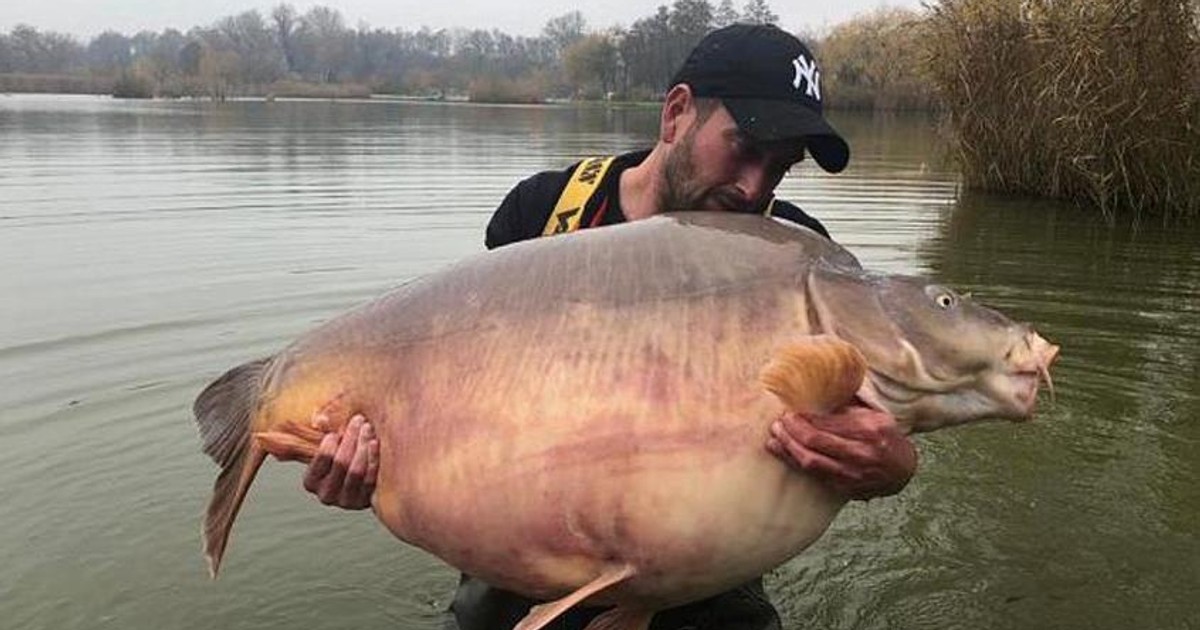 карп 11кг стерлитамак. средний вес карпа. вес карпа по годам. карп 20 кг. карп весом 51 кг.