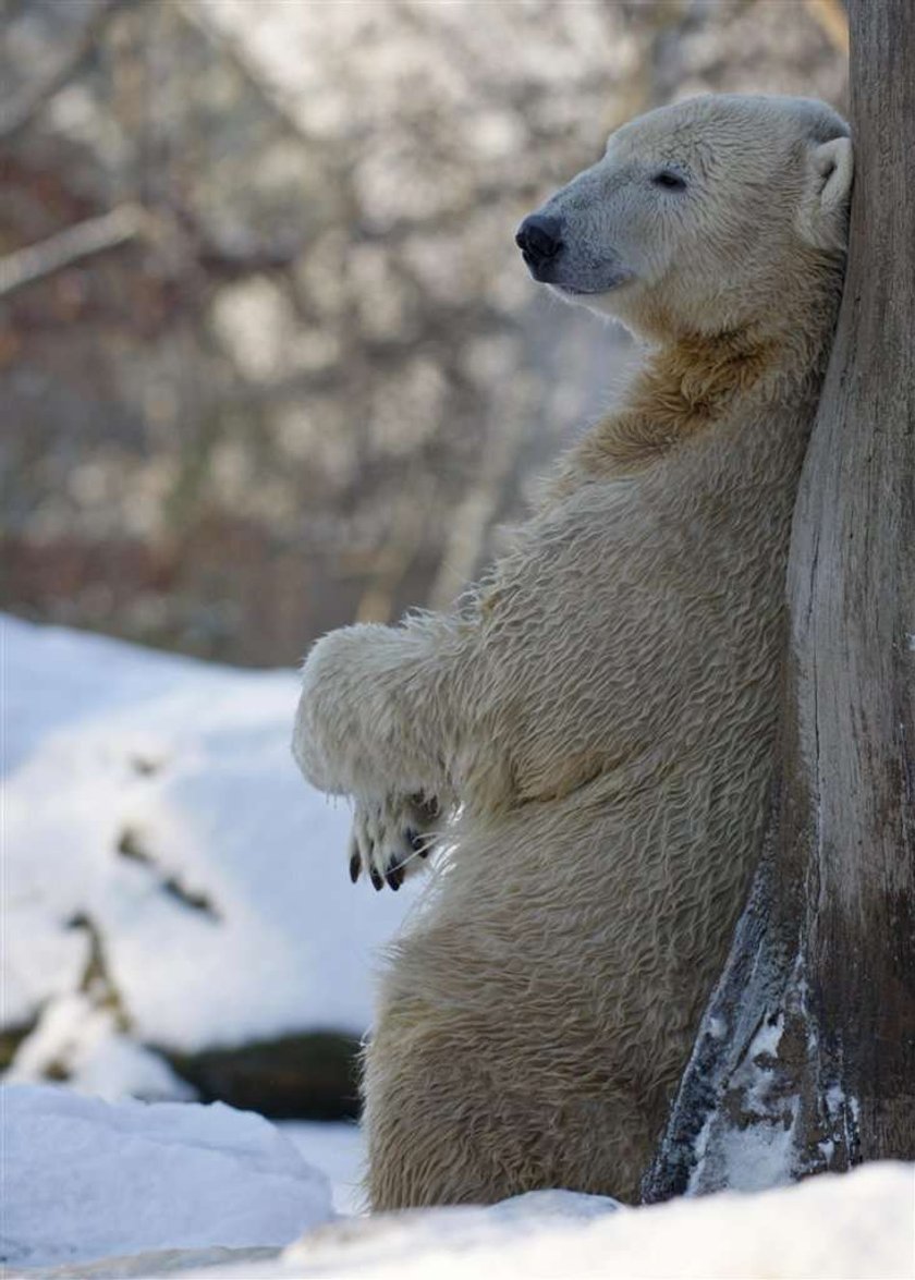 Knut został otruty?