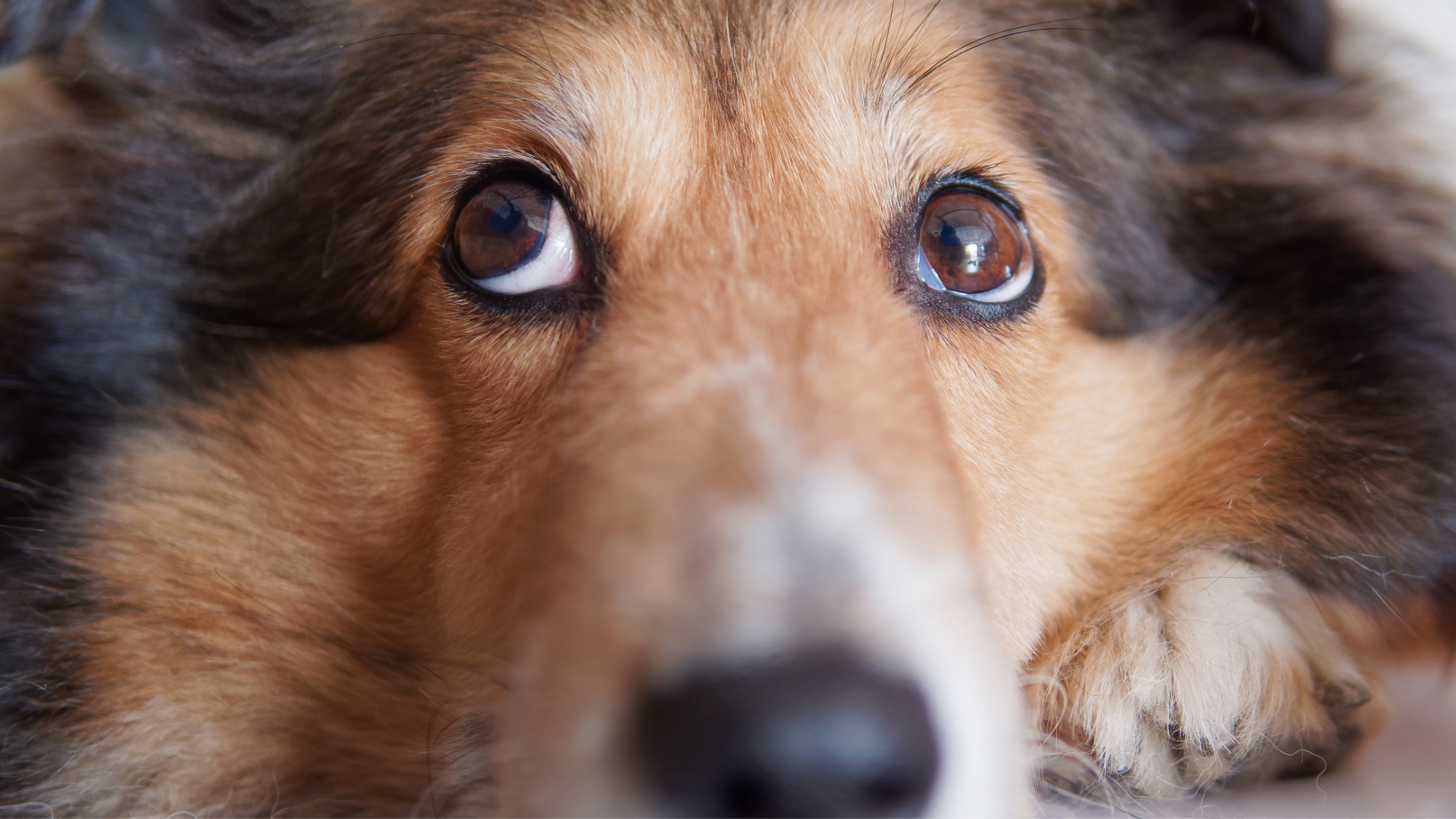 Pozerá sa na vás domáci miláčik takto?