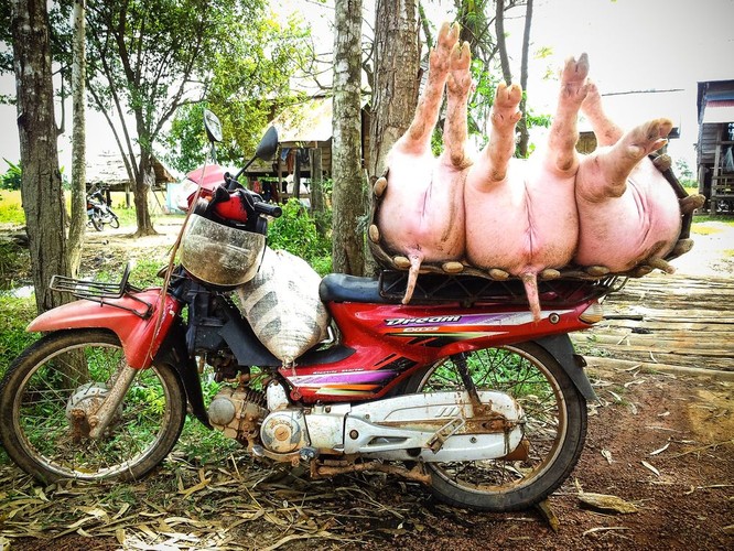 Azjatycki skuter przewiezie wszystko; fot. T. Bogusz / Pirania na kolację