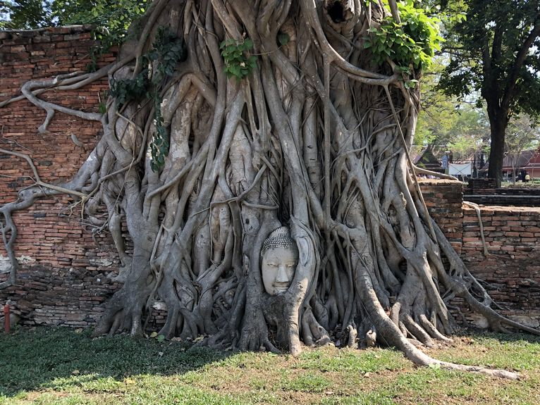 Ayuttaya - słynny Buda w drzewie