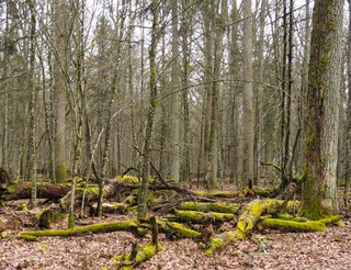 Ekolodzy zawiadamiają Prokuratora Generalnego ws. protestów w Puszczy Białowieskiej