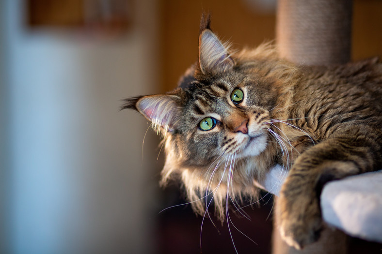 Maine coon