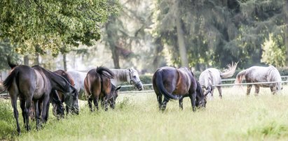 Stadnina koni w Janowie wydzierżawiła bezcenną klacz i... tyle ją widziano!