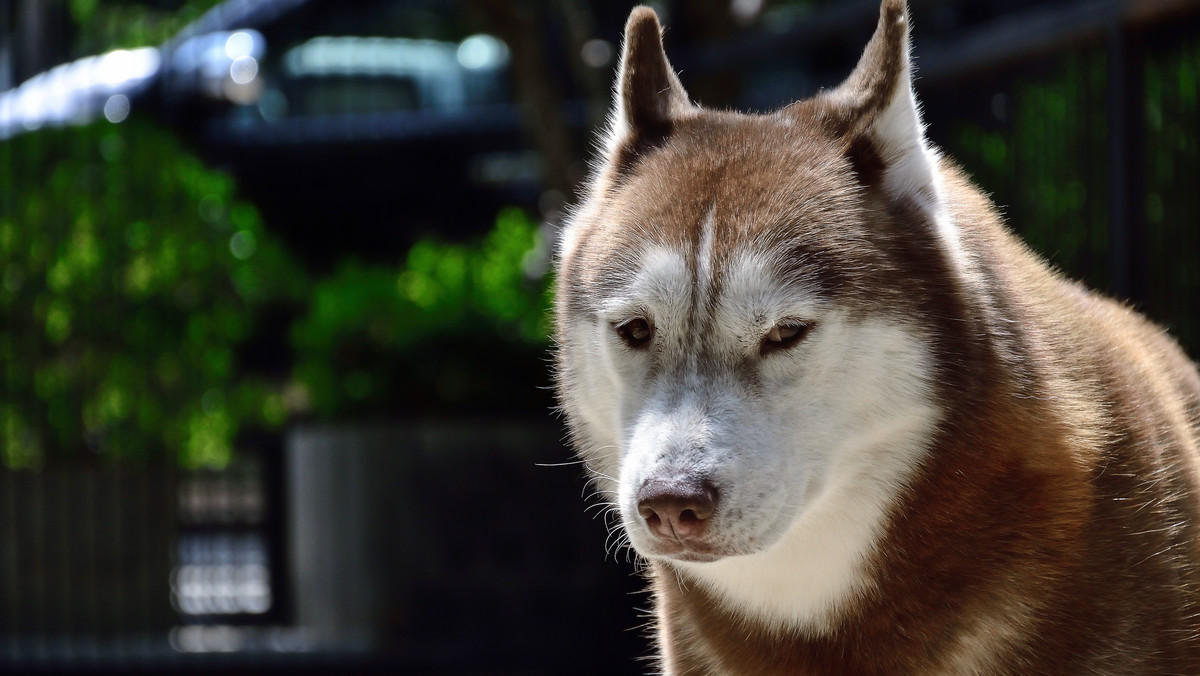 Niemal 200 tys. osób podpisało petycję w obronie dwóch husky. Jeden z nich, pies o imieniu Bear, odgryzł rękę czteroletniemu chłopcu. Obecnie zwierzęta poddawane są kwarantannie. Obu grozi uśpienie.