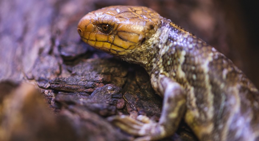 Scynk nadrzewny żyje ponad 20 lat, uznawany jest za gada długowiecznego.