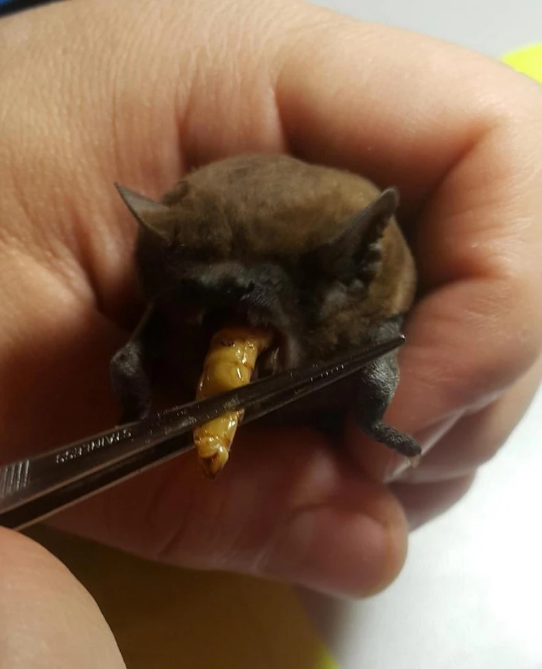 Slepog miša iz Nove opštine hrane crvima