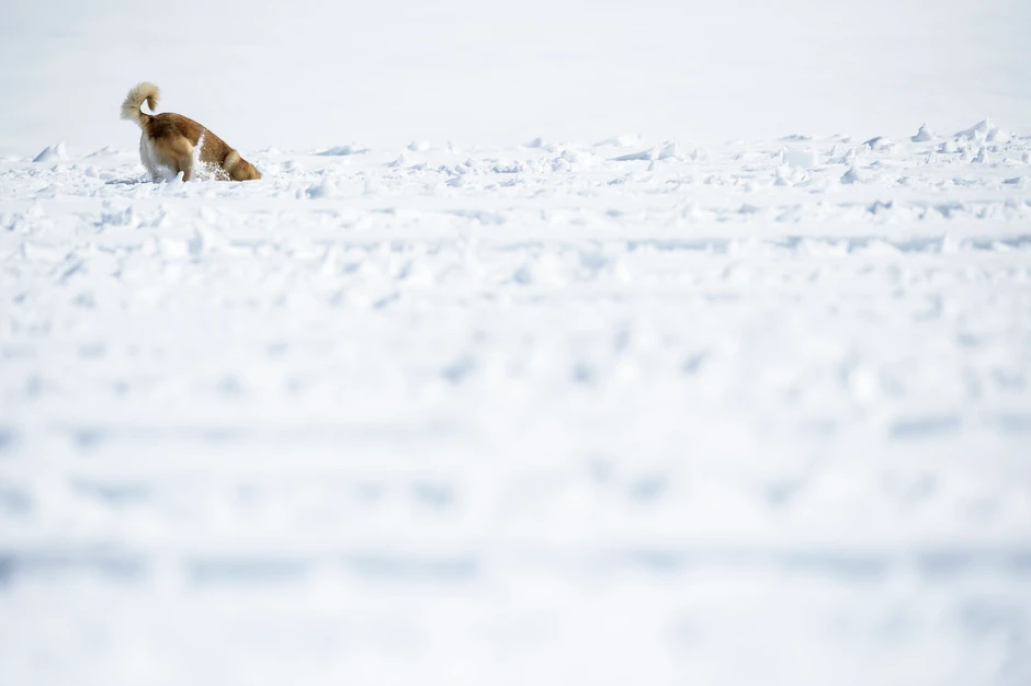Spasavanje iz lavine u Švajcarskoj