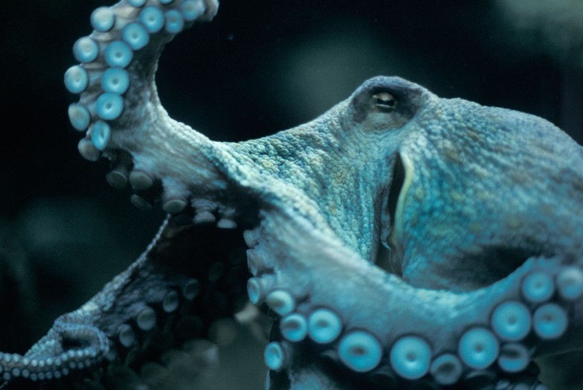 Misteriozne hobotnice