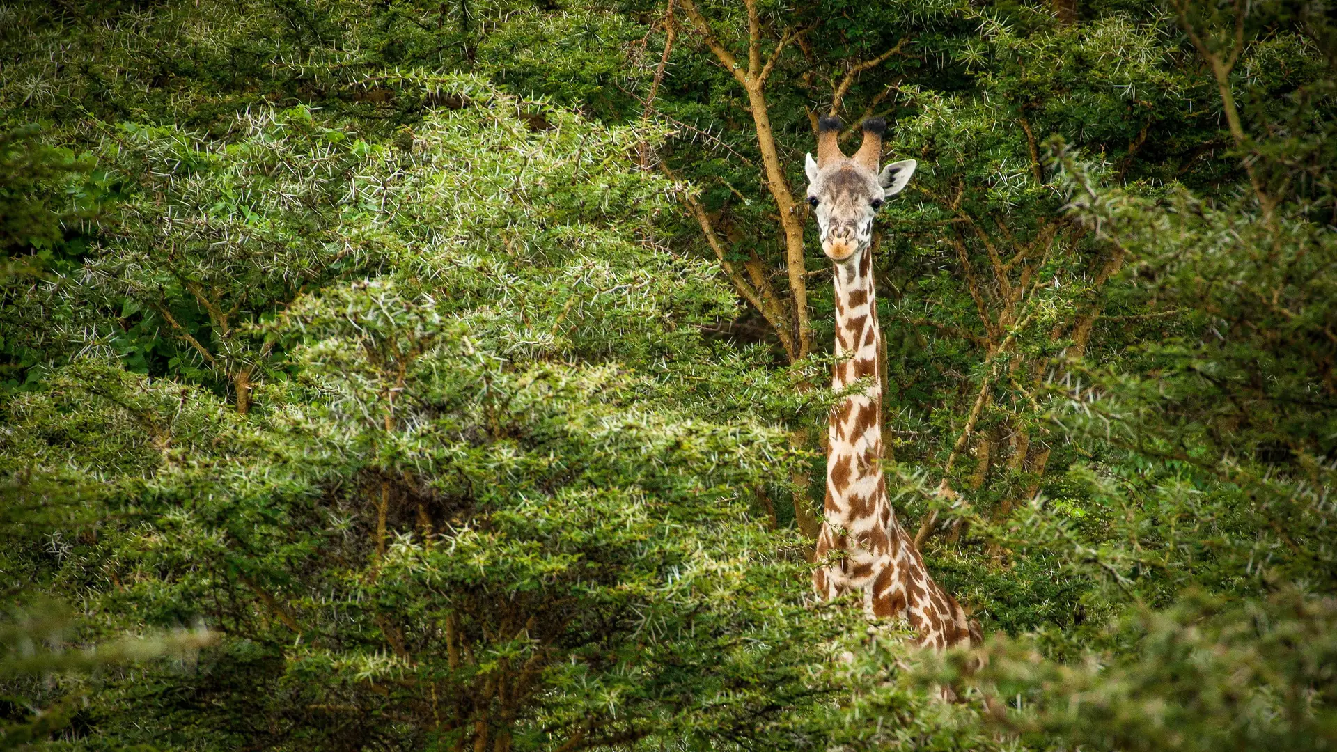 W amerykańskim zoo urodziła się dziwna żyrafa. Jedyna taka na świecie