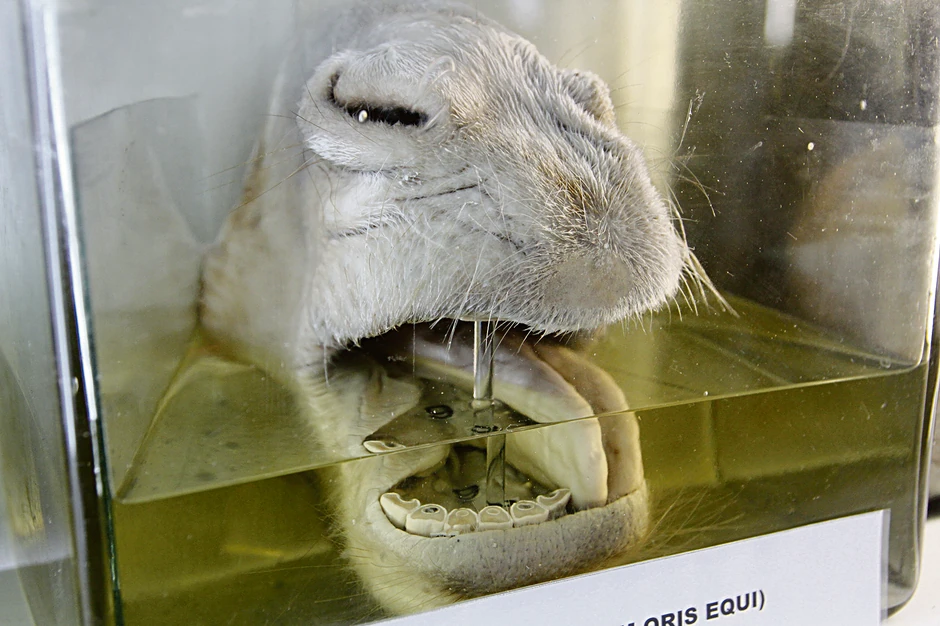 Jedan od eksponata na Veterinarskom fakultetu