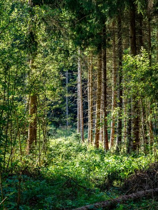 Więzienie za szyszkę, czyli o leśnych skarbach pod szczególną ochroną
