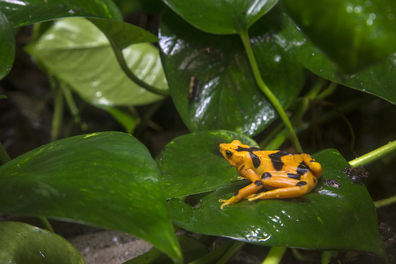 Panamska złota żaba (Atelopus zeteki)