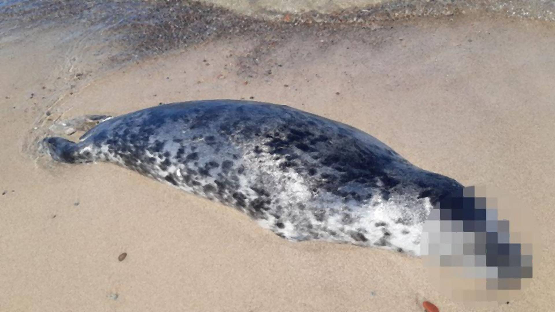 Na polskim wybrzeżu znaleziono 35 martwych zwierząt. "To był czarny weekend dla fok"