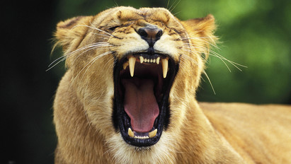 Bosszút álltak az oroszlánok az orvvadászokon
