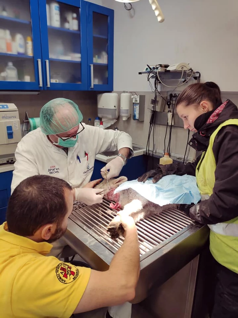 Jaga u veterinarskoj ambulanti sa spasiocima