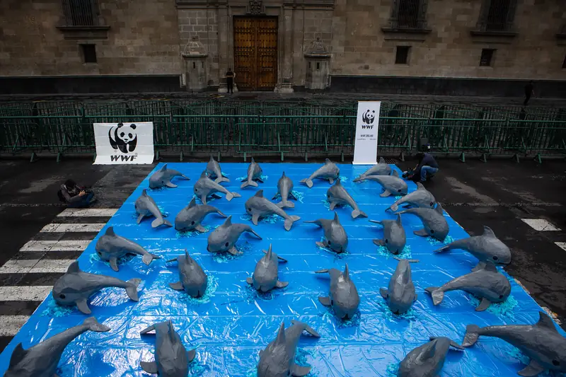 Protest WWF w obronie morświnów kalifornijskich