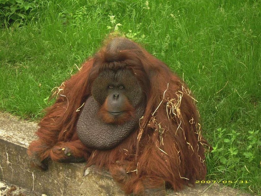 Orangutan malował obrazy! Docenią go po śmierci?