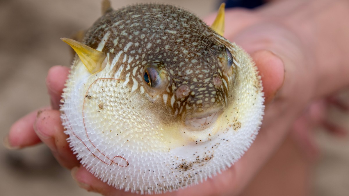 Fugu riba